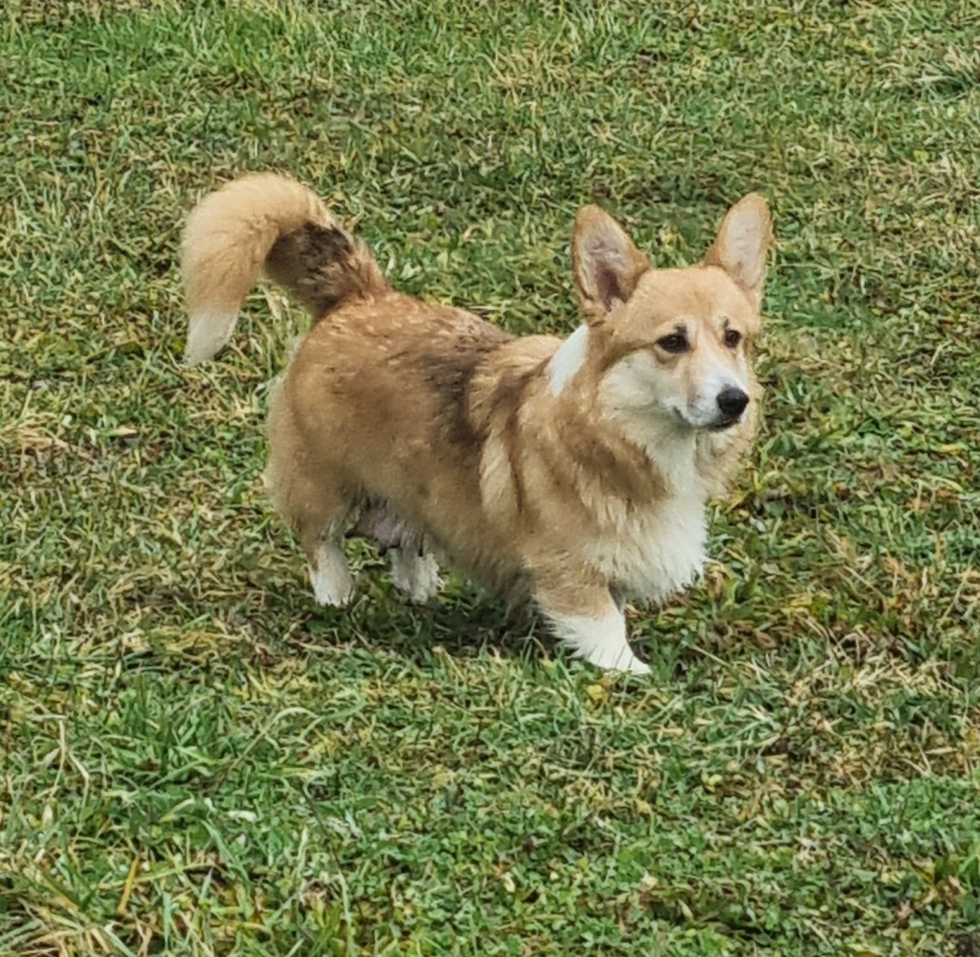 Ultime rêve du Queyreloup