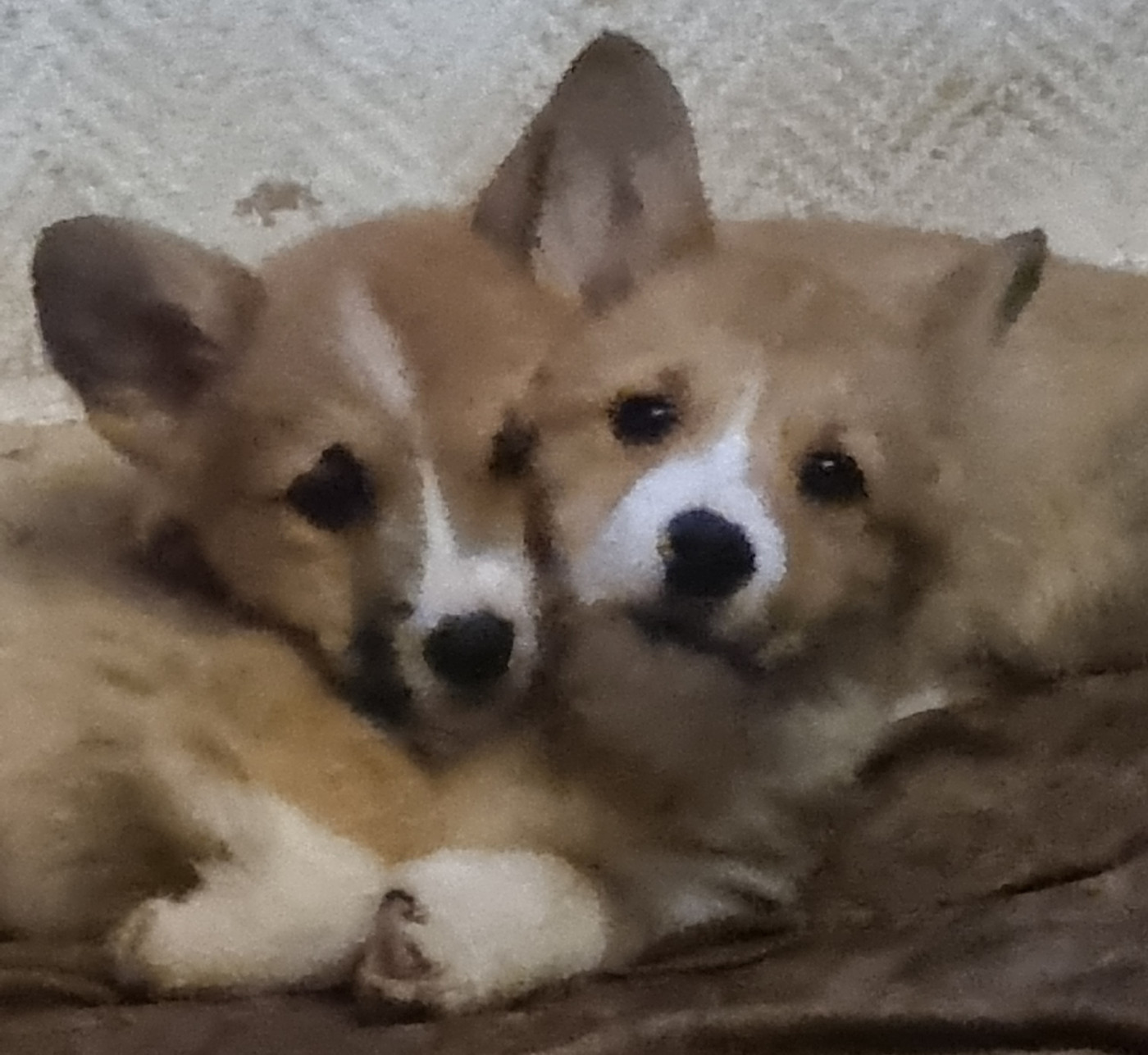 Chiots corgis 4 mois