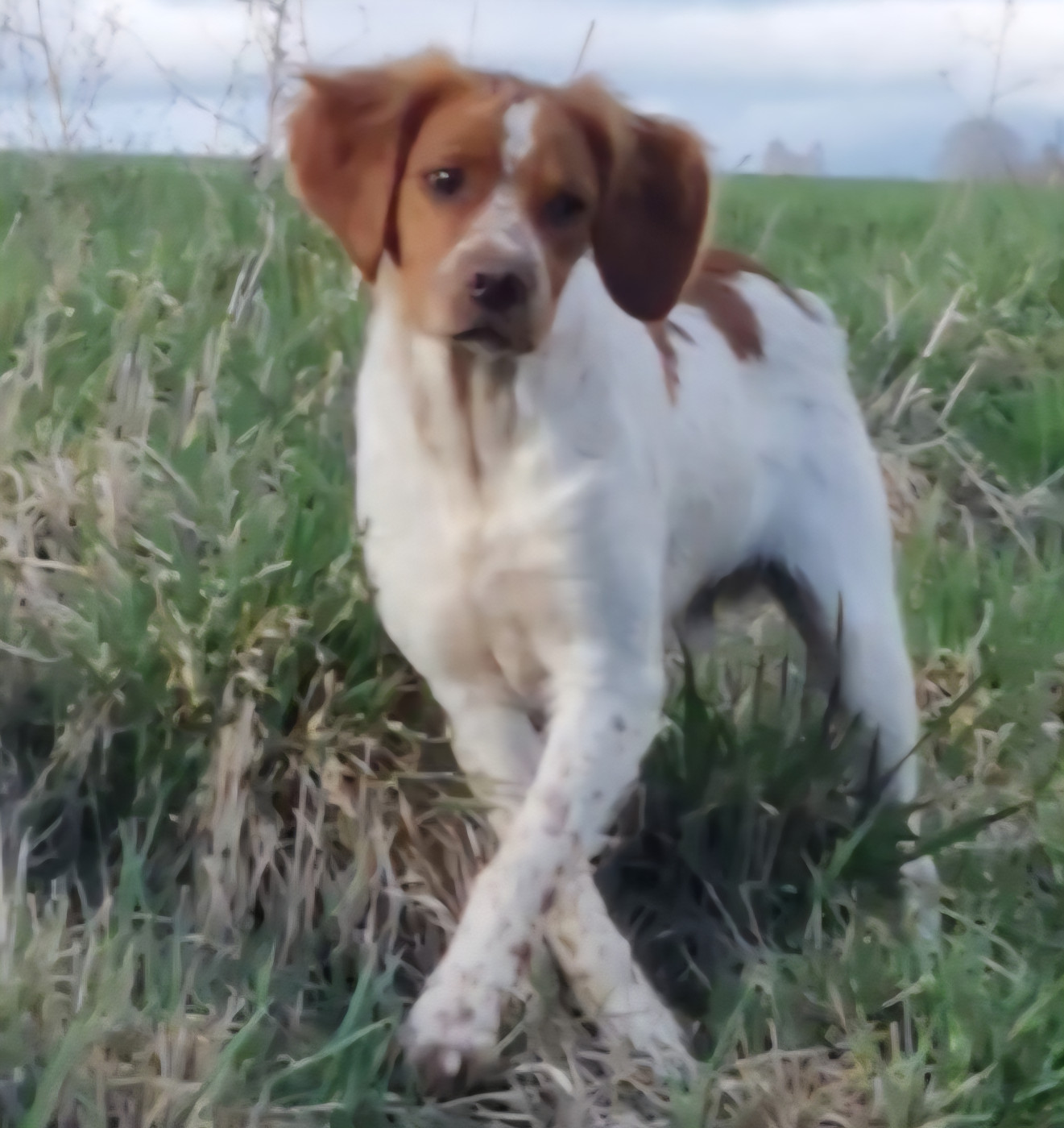 Mâle epagneul breton